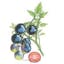 Indigo Rose Pole Cherry Tomato.jpeg