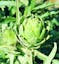 Green Globe Artichoke.jpg