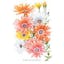 Cape Marigold African Daisy.jpeg