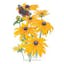 Black Eyed Susan.jpeg