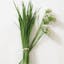 Chinese Leeks_Garlic Chives.jpg