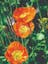 Iceland Poppy.jpeg