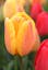 Tulip Blushing Apeldoorn.jpg