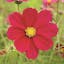 Cosmos Dwarf Dazzler Red.jpeg