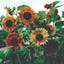 Evening Sun Sunflower.jpeg