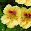Nasturtium Peach Melba.jpeg