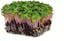 Radish Microgreens.jpg