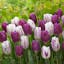 Tulipa Purple Flag & Flaming Flag Mix.jpg