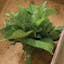 Green Shiso.jpg