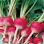 Sparkler White Tip Radish.jpeg