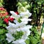 Snapdragon White Snowflake.jpeg