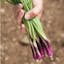 Green Onion Deep Purple Scallion.jpg