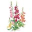 Gloxiniiflora Blend Foxglove.jpeg