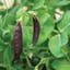 Royal Snow Pea Seed.jpg