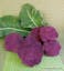 Purple Crush Cauliflower.jpeg