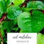 Red Malabar Spinach.jpeg