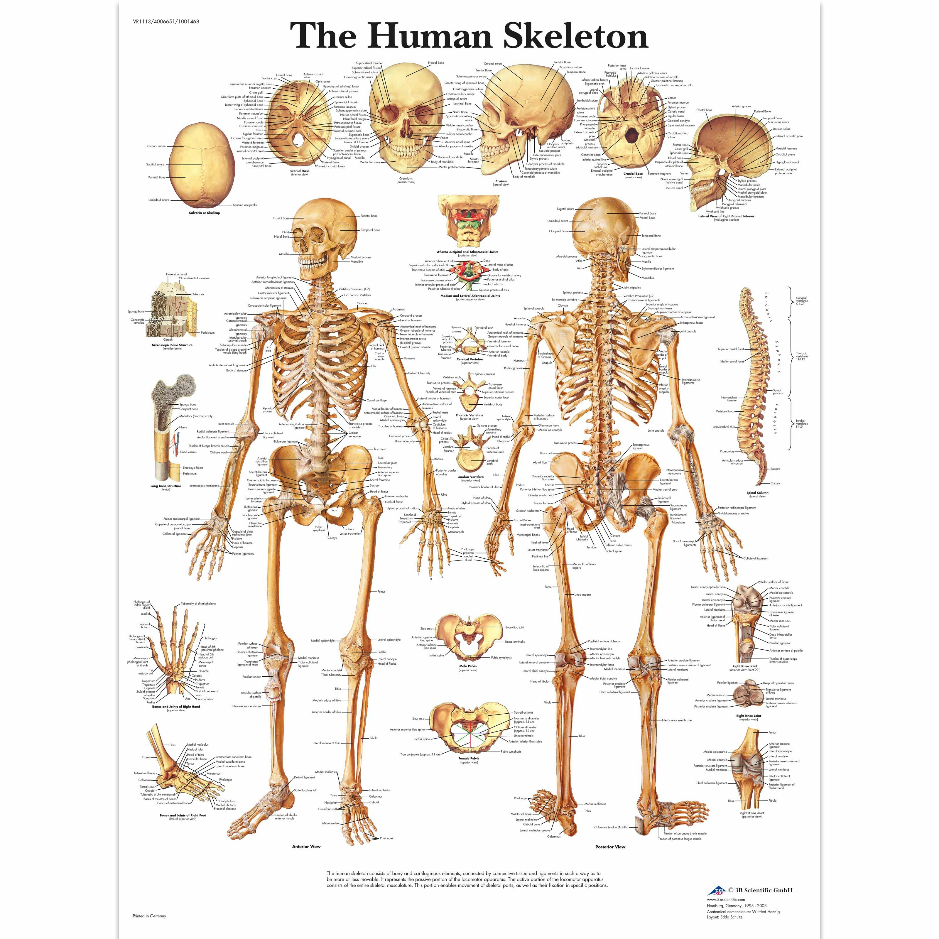VR1113UU_01_3200_3200_The-Human-Skeleton.jpg