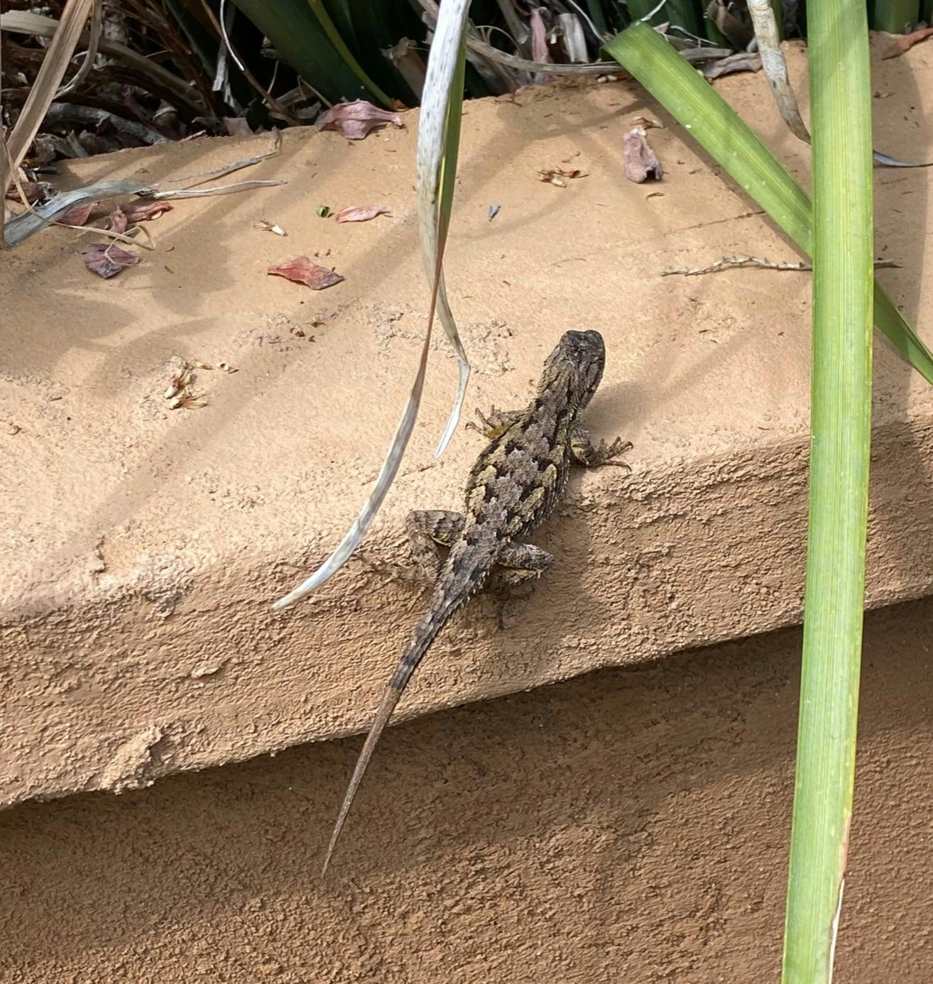 Lizard@0.5x.jpg