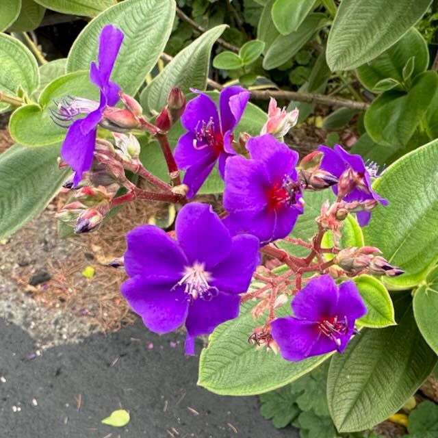 IMG_0534.jpeg