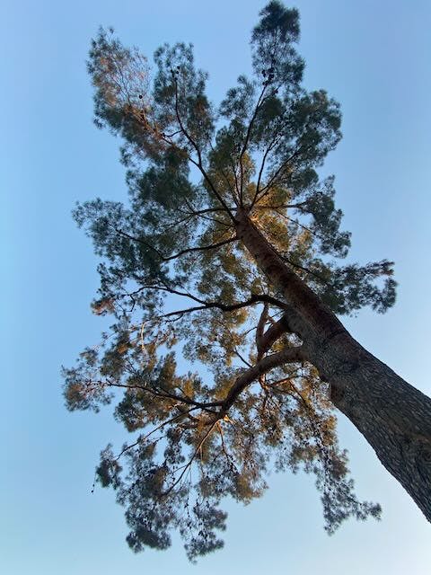 IMG_2077.jpeg