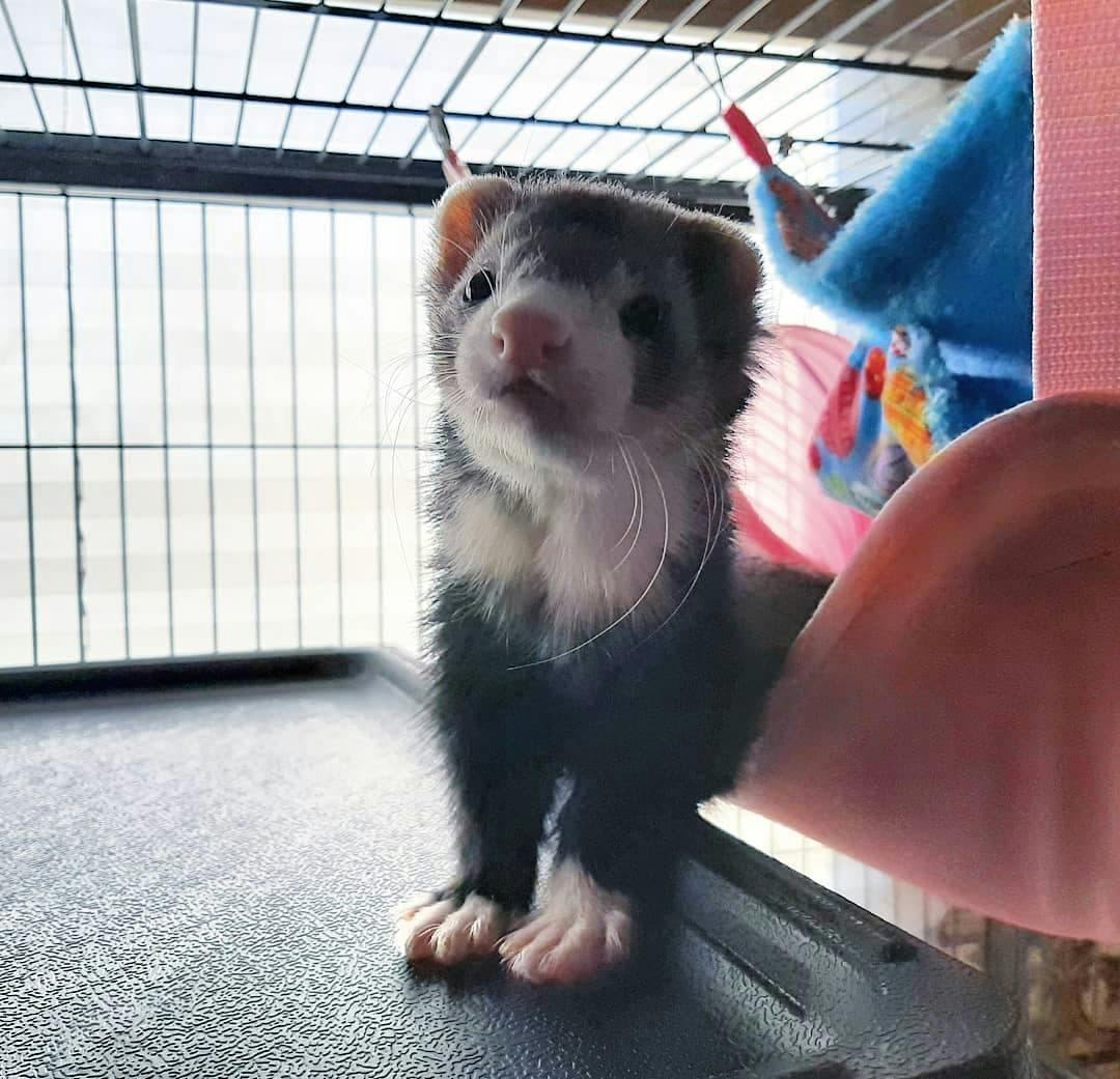 best ferret food.jpg