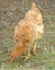 Hungarian-Yellow-Chicken-Gallus-gallus-domesticus-Photograph-C-Frederic-Duhart.png