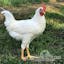 Pearl White Leghorn.jpeg
