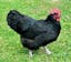 Black Australorp.jpeg