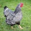 Silver Laced Wyandotte.jpeg