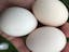 sc-hungarian-yellow-hatching-eggs-2021-05-29a.jpg