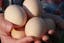 swedish-flower-hatching-eggs.jpg