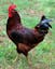 Rhode Island Red.jpeg