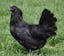  Ayam Cemani.jpeg