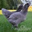 McMurrayHatchery-Blue-Ameraucana-Pullets.jpg