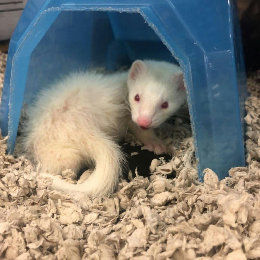What Kind of Cage Does a Ferret Need?