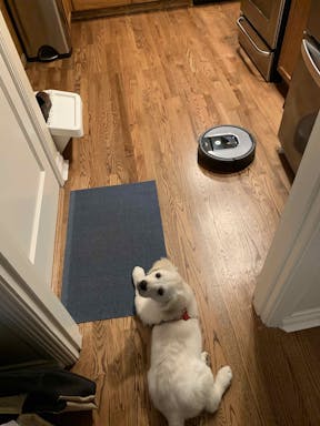 napa and roomba.jpg