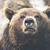 A bear