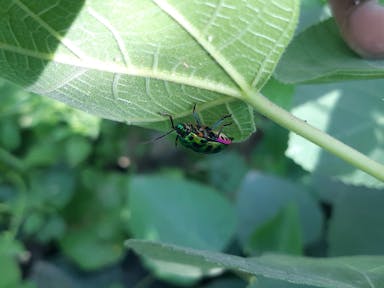 a green bug sitting on top of a green leaf