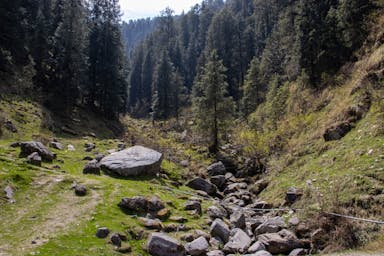 a rocky stream running through a lush green forest