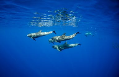 pod of melon headed whales