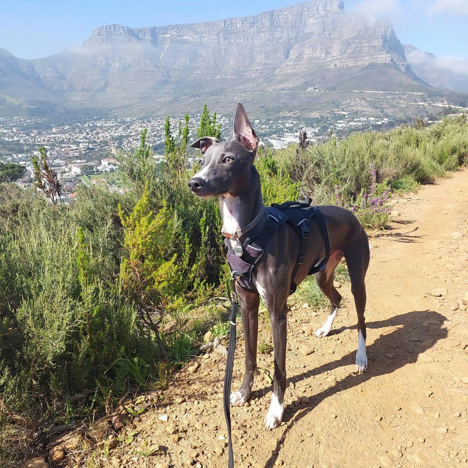 WhatsApp Image 2025-10-16 at 17.09.54.jpeg