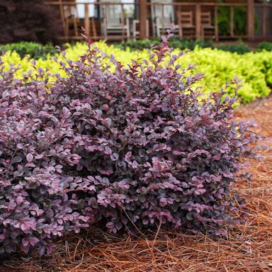 Crimson_Fire_Loropetalum_2.jpg