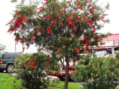 Callistemon_Citrinus_Bottlebrush_Tree_Shrub_Texas.jpg