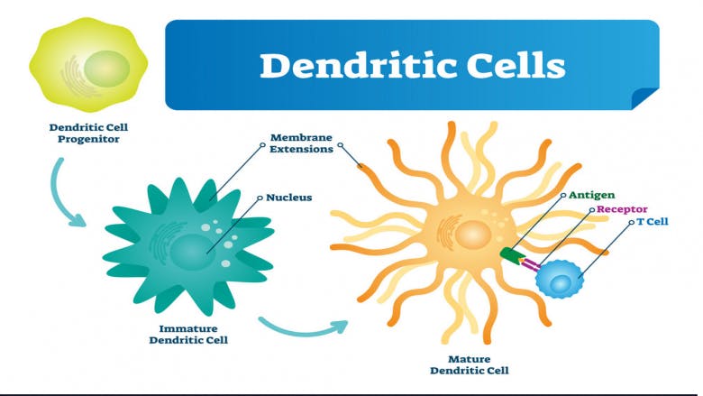 Dendritic Cell Cancer Vaccine Market.png
