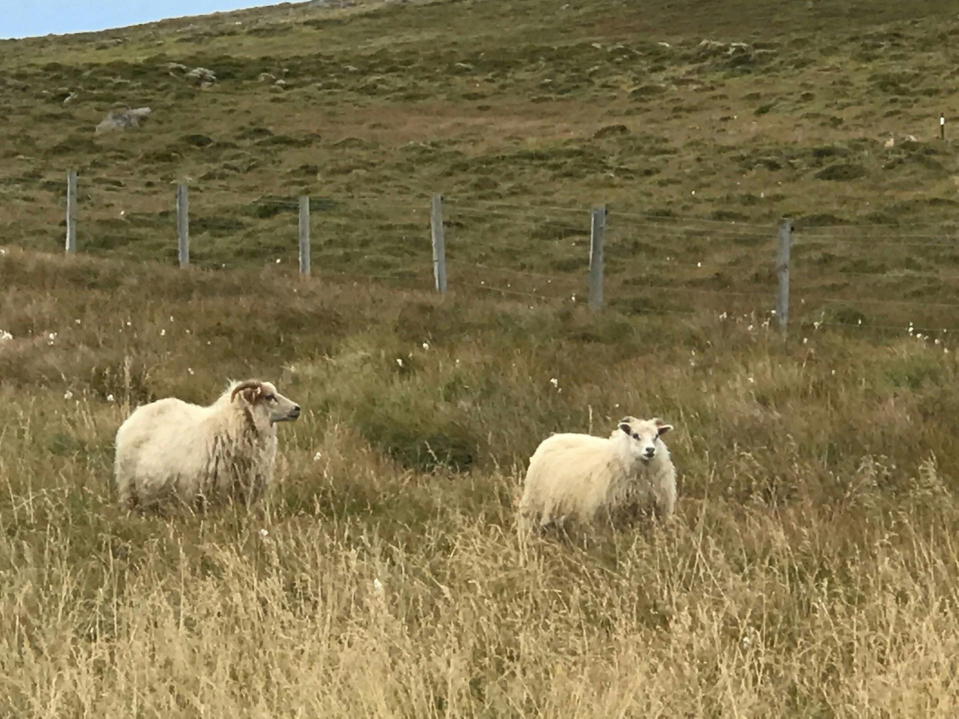 islande 09-15 · 017.jpeg