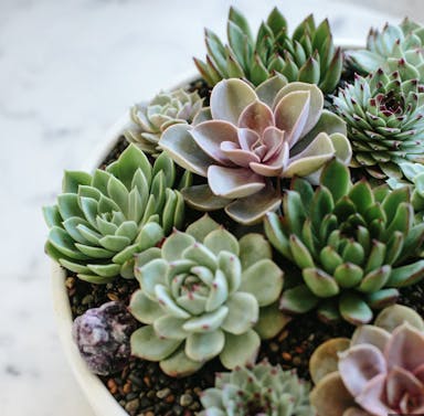 succulents in a round vase.png