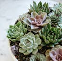 succulents in a round vase.png