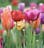 pink-purple-tulips-in-the-fields.png