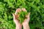 bunch-fresh-mint-female-hands.jpg