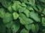 closeup-shot-fresh-green-mint-plant-pot.jpg